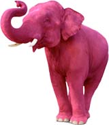 The big fucking pink elephant